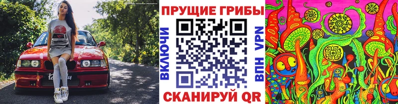 Псилоцибиновые грибы Psilocybine cubensis Калининград